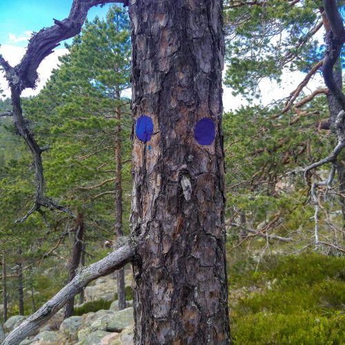 Skuleskogen National Park Sweden Tree Blue Path
